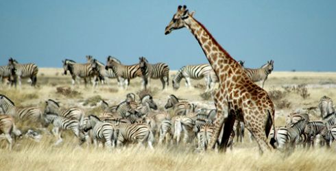 Slika - National Geographic African Wildlife