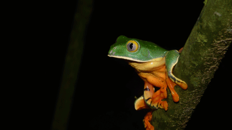 Slika 2 - Nature: Fabulous Frogs (2014)