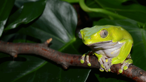 Slika 1 - Nature: Fabulous Frogs (2014)