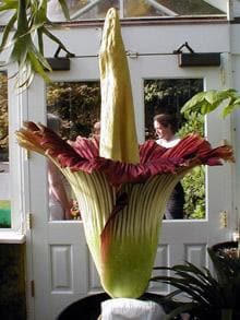Corpse flower - voted the worlds ugliest plant