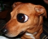 Big Eye Dog