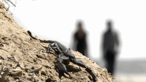 Slika 3 - Super Senses: The Secret Power of Animals (2014)