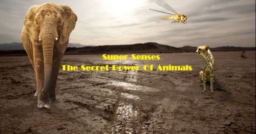 Poster - Super Senses: The Secret Power of Animals (2014)