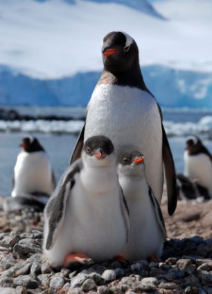 BBC Natural World: Penguin Post Office (2014)