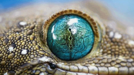 Slika - National Geographic - Reptiles (2009)