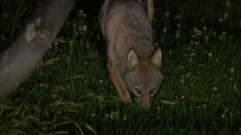Slika 2 - Meet the Coywolf (2014) 