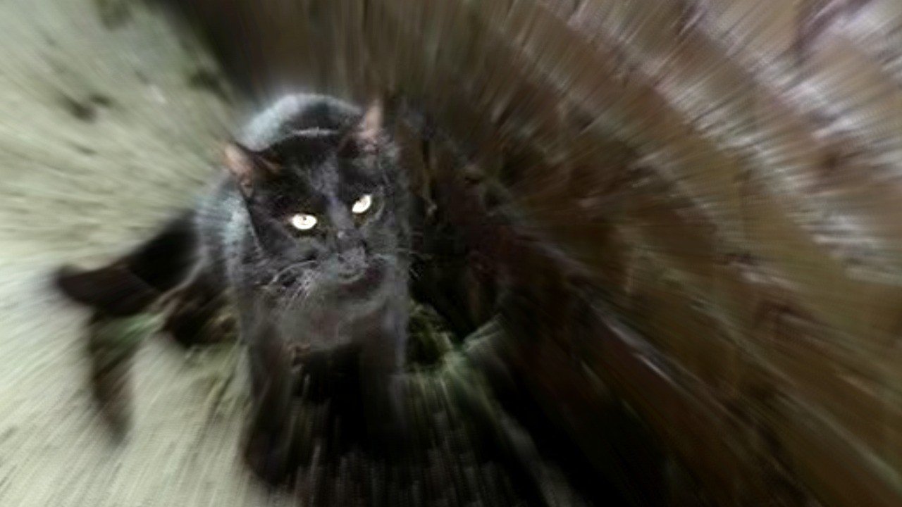 Black Cat (Gatto nero)