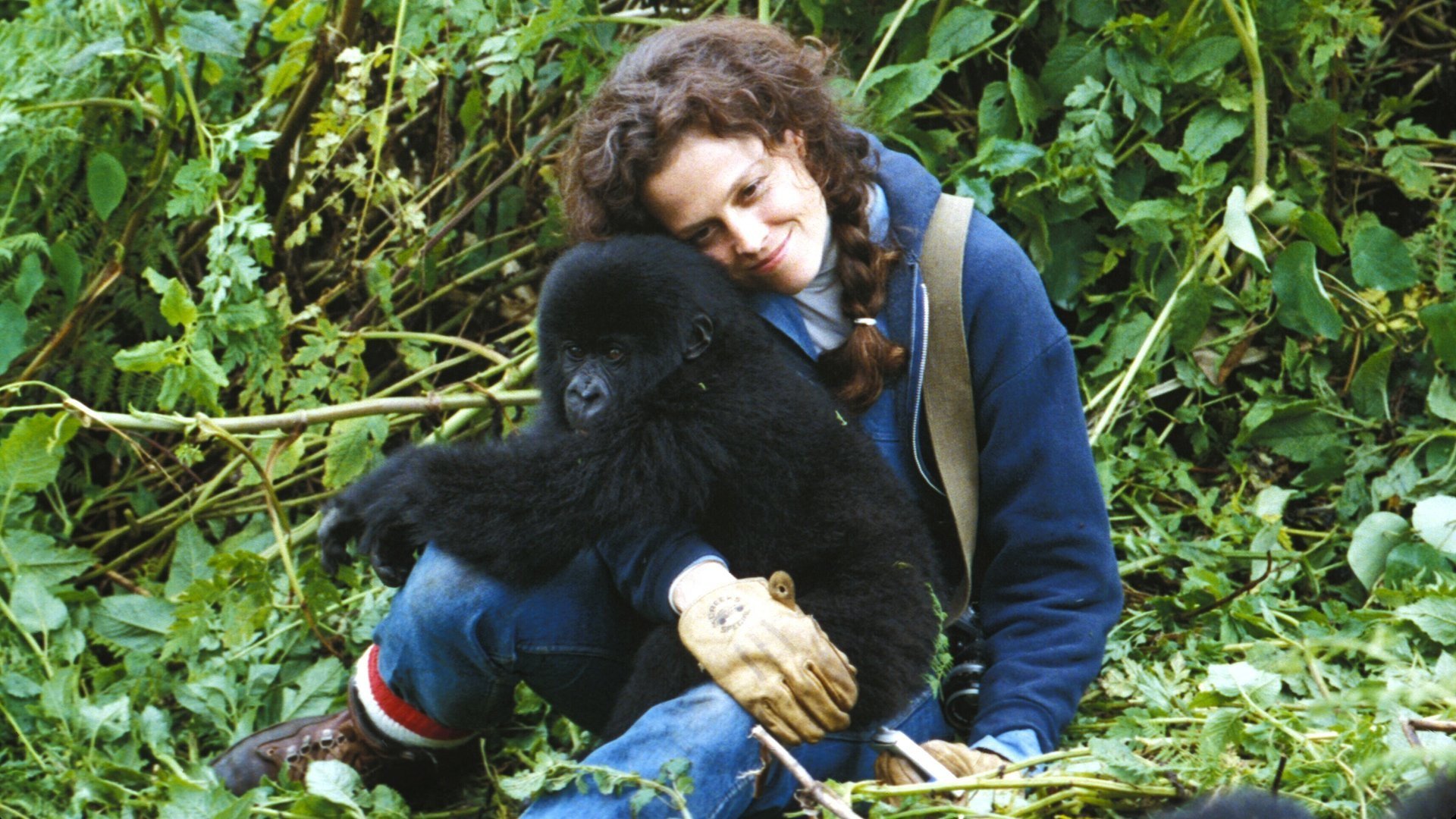 Gorillas in the Mist: The Story of Dian Fossey (1988) - Titlovi.com - Gorillas In The Mist The Story Of Dian Fossey