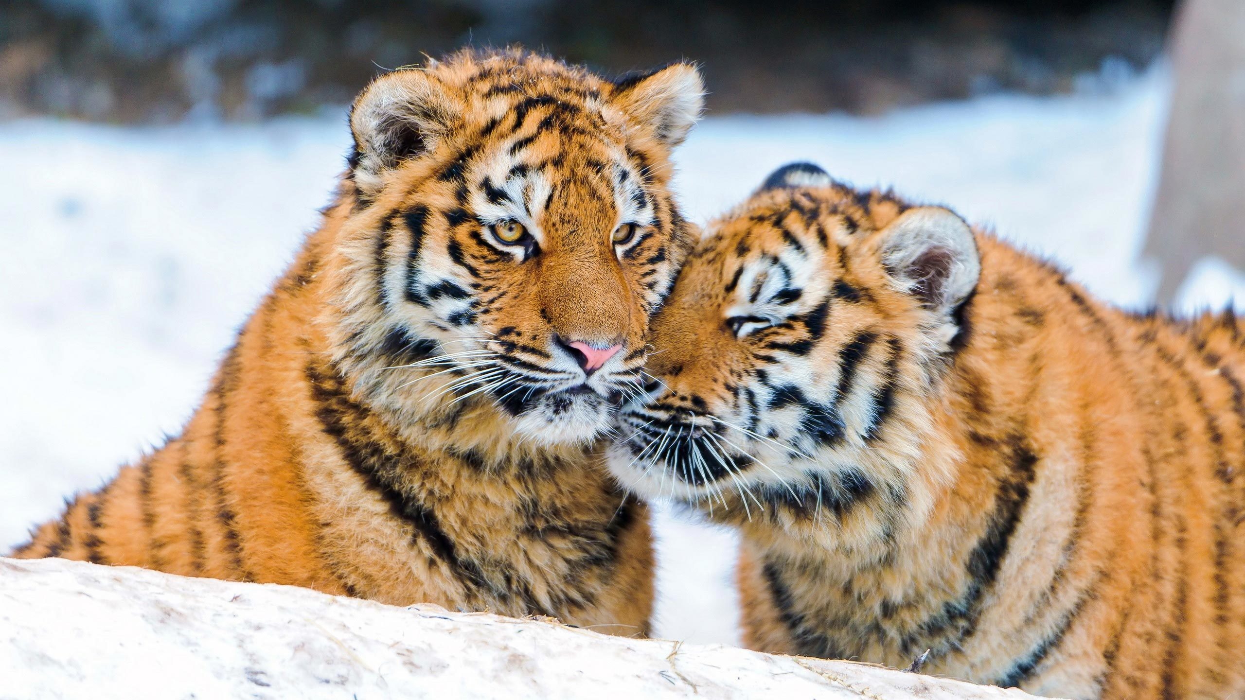 Tigers of the Snow