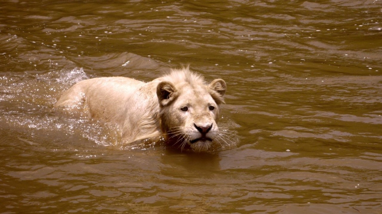 white lion animated movie