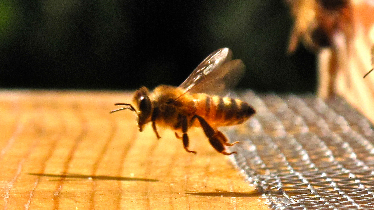 Queen of the Sun: What Are the Bees Telling Us?