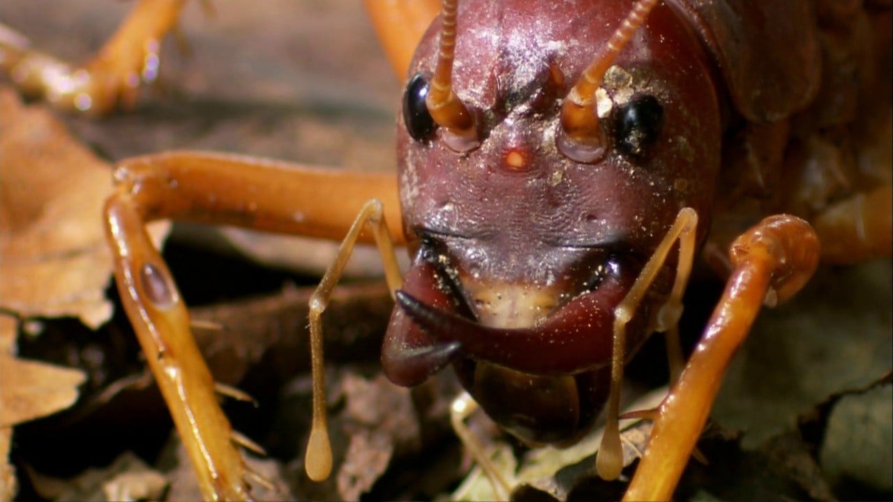 World's Biggest and Baddest Bugs