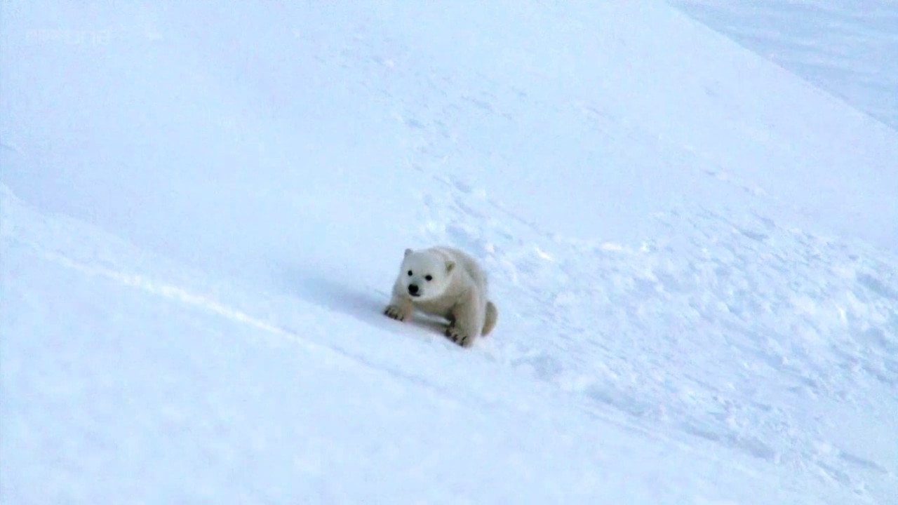 Polar Bears: Spy on the Ice