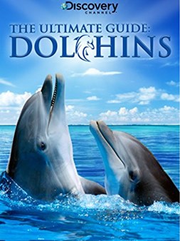 Ultimate Guide: Dolphins