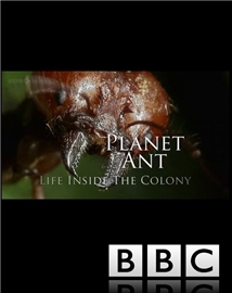 Planet Ant: Life Inside the Colony