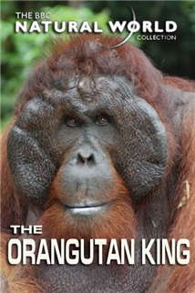 The Orangutan King