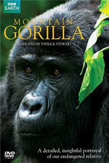 BBC Mountain Gorilla