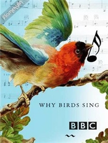 Why Birds Sing