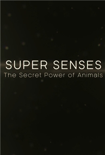 Super Senses: The Secret Power of Animals