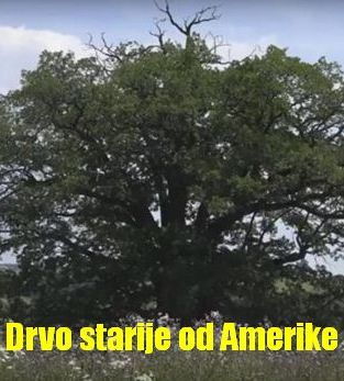 Drvo starije od Amerike