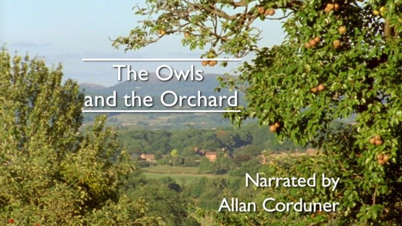 The Owls and the Orchard