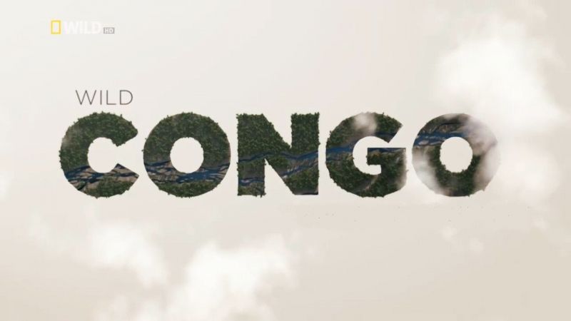 Wild Congo