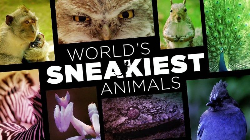 Natural Born Hustlers Aka World's Sneakiest Animals