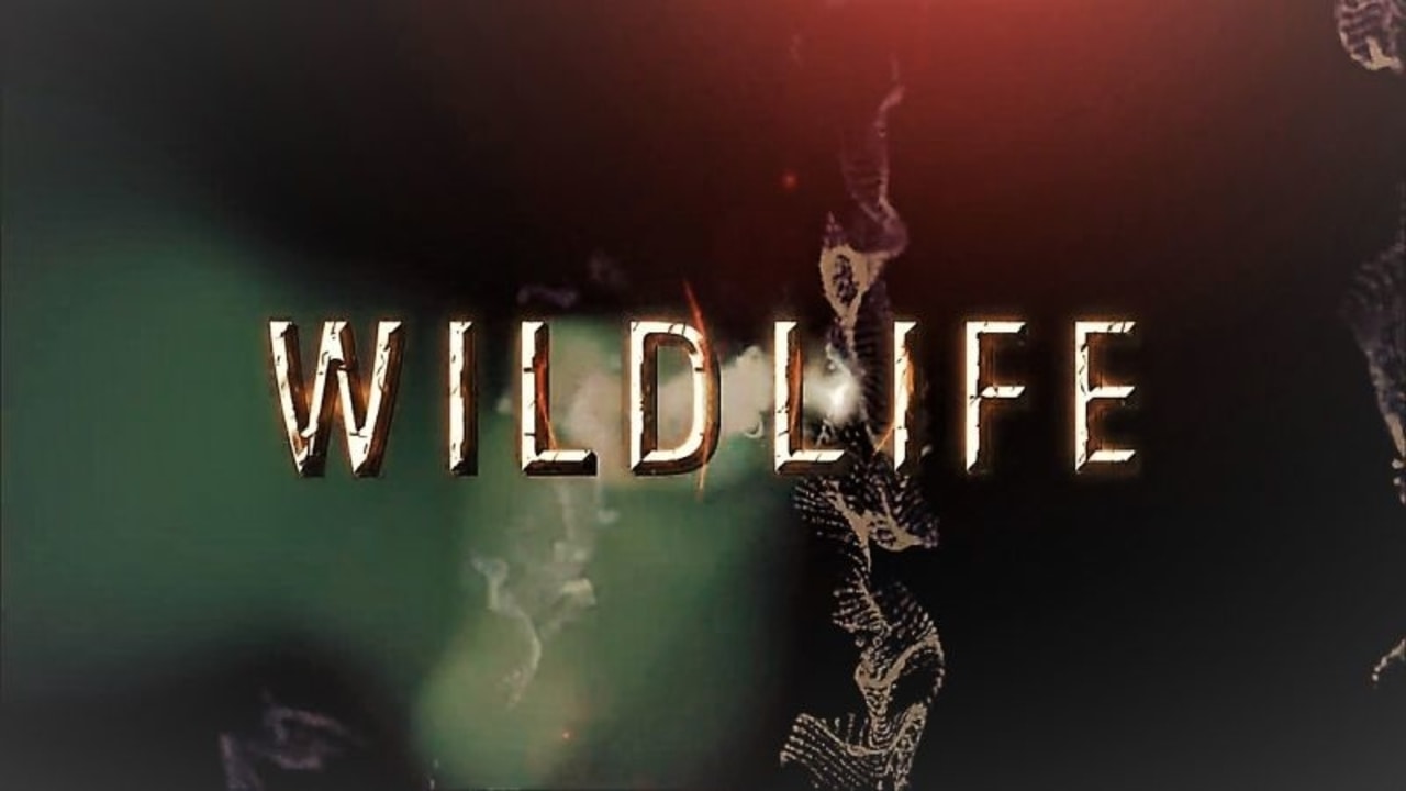 Wildlife: Collection 1