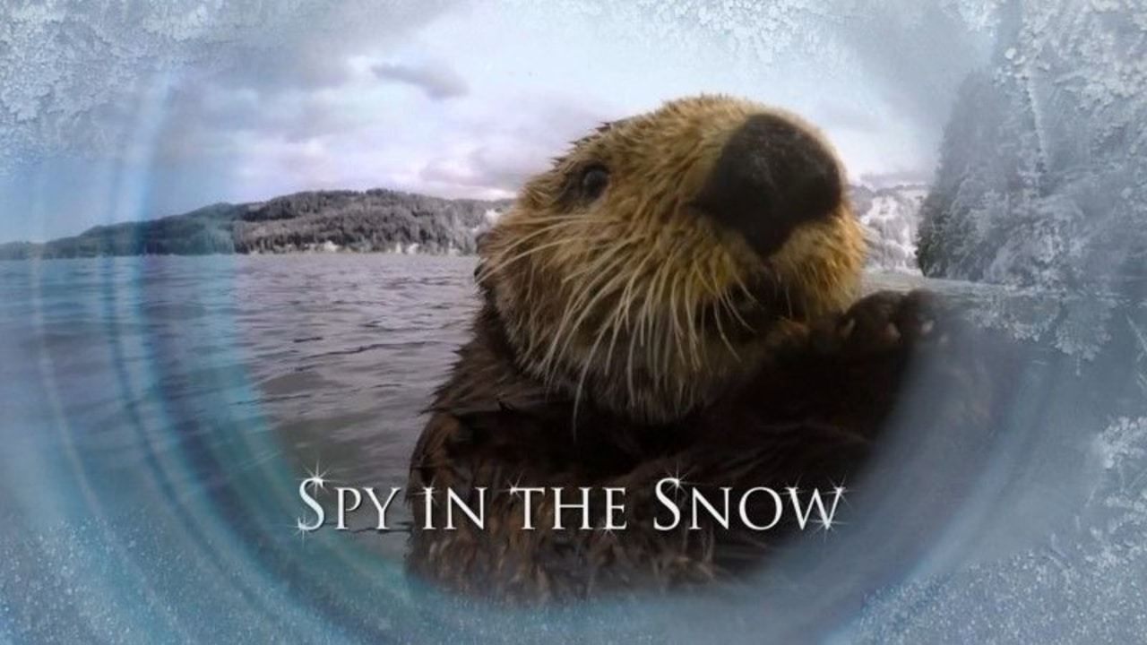 Spy in the Snow