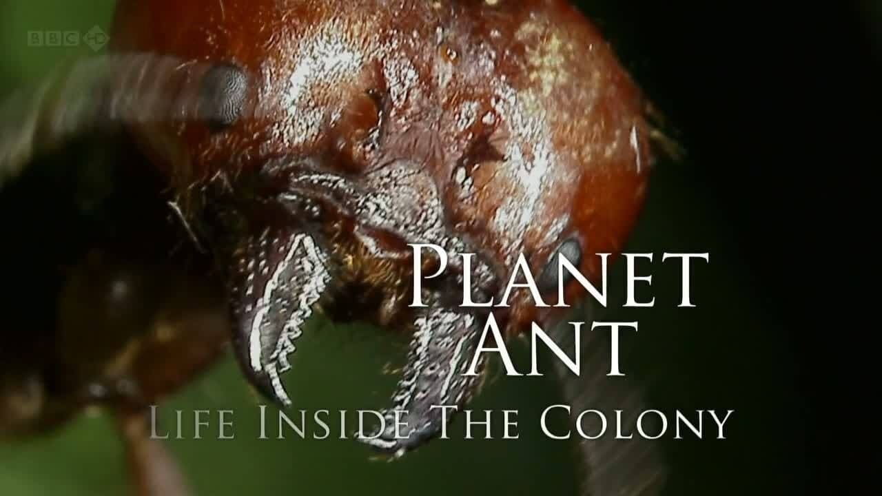 Planet Ant: Life Inside the Colony