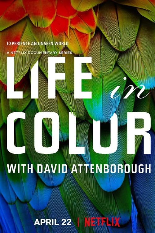 Life in Colour