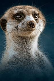 Meerkat: A Dynasties Special