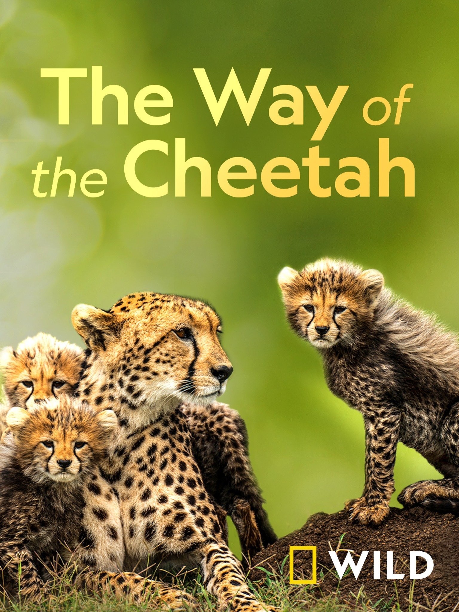 The Way of the Cheetah