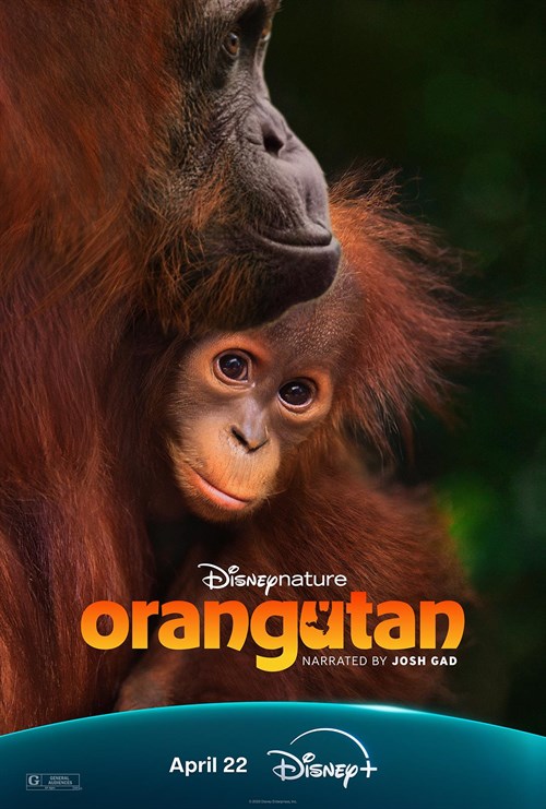 Orangutan